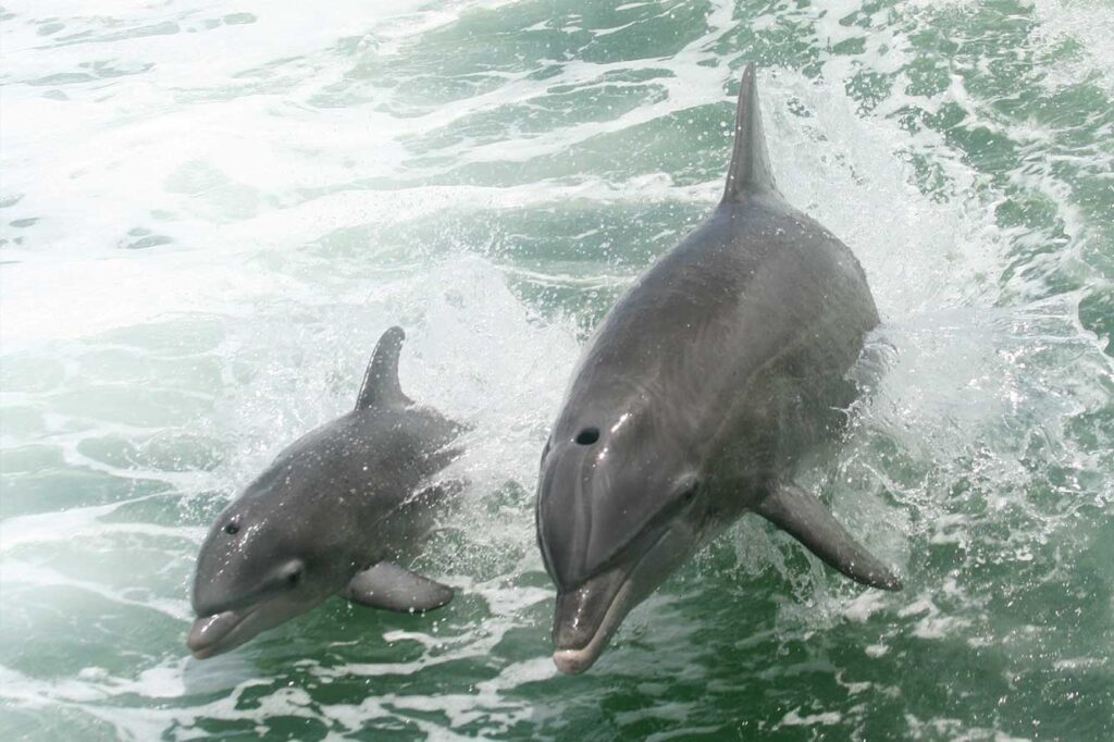 Florida dolphins are seen off the beaches and by boat in Fort Walton Florida