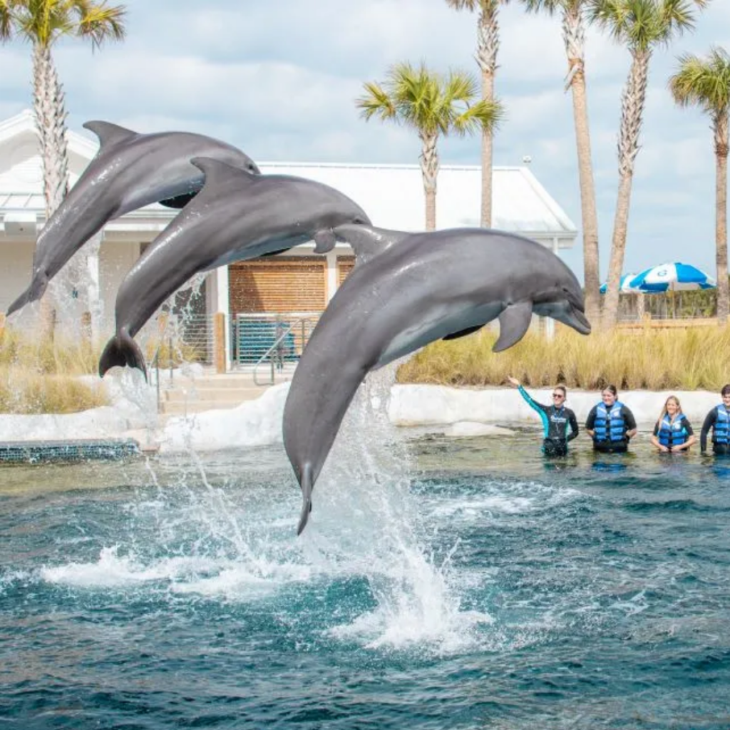 Dolphins at Gulfarium Marine Adventure Park in Fort Walton Beach Florida performing in waterfront exhibit