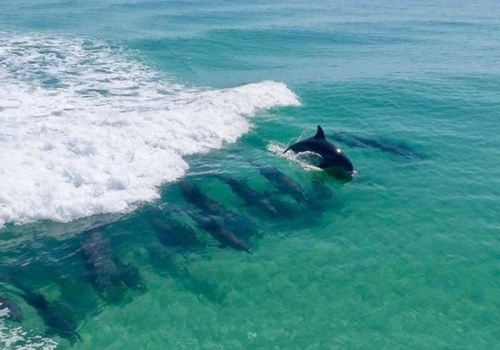 Dolphin cruise in Destin Florida with dolphins swimming in the Gulf of America near the Emerald Coast
